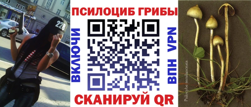 Галлюциногенные грибы Psilocybe  Кашира 